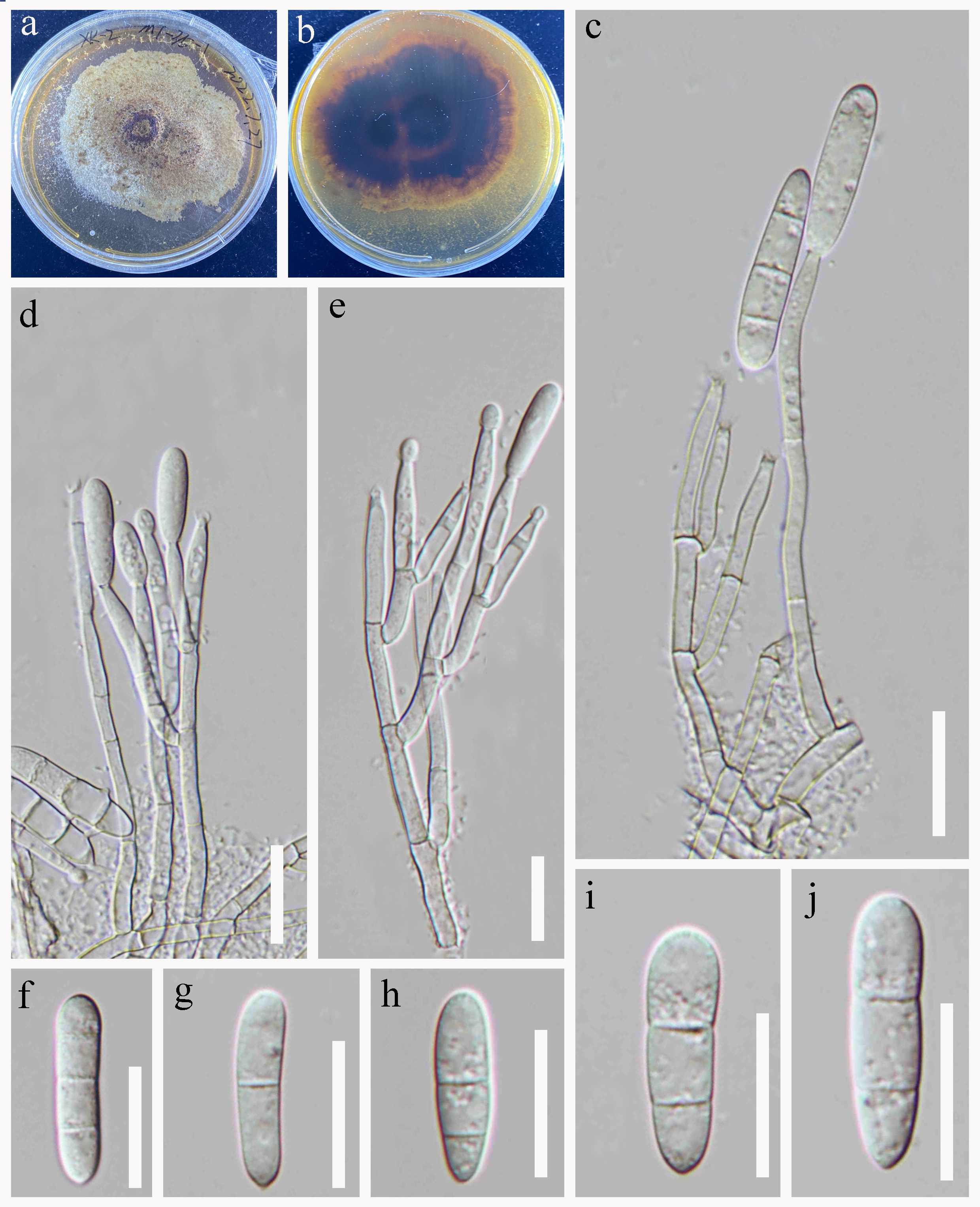 Figure 74